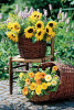 Sunny Basket - 500 Pieces