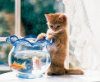 Goldfish In Danger - 500 Pieces