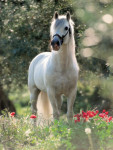 Andalusian Horse - 1000 Pieces