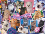 Cuddly Cats - 1000 Pieces