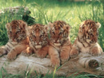 Wild Cats - 1000 Pieces