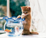 Goldfish In Danger - 500 Pieces