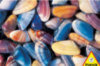 Coquina Shells - 1000 Pieces