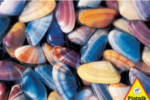 Coquina Shells - 1000 Pieces