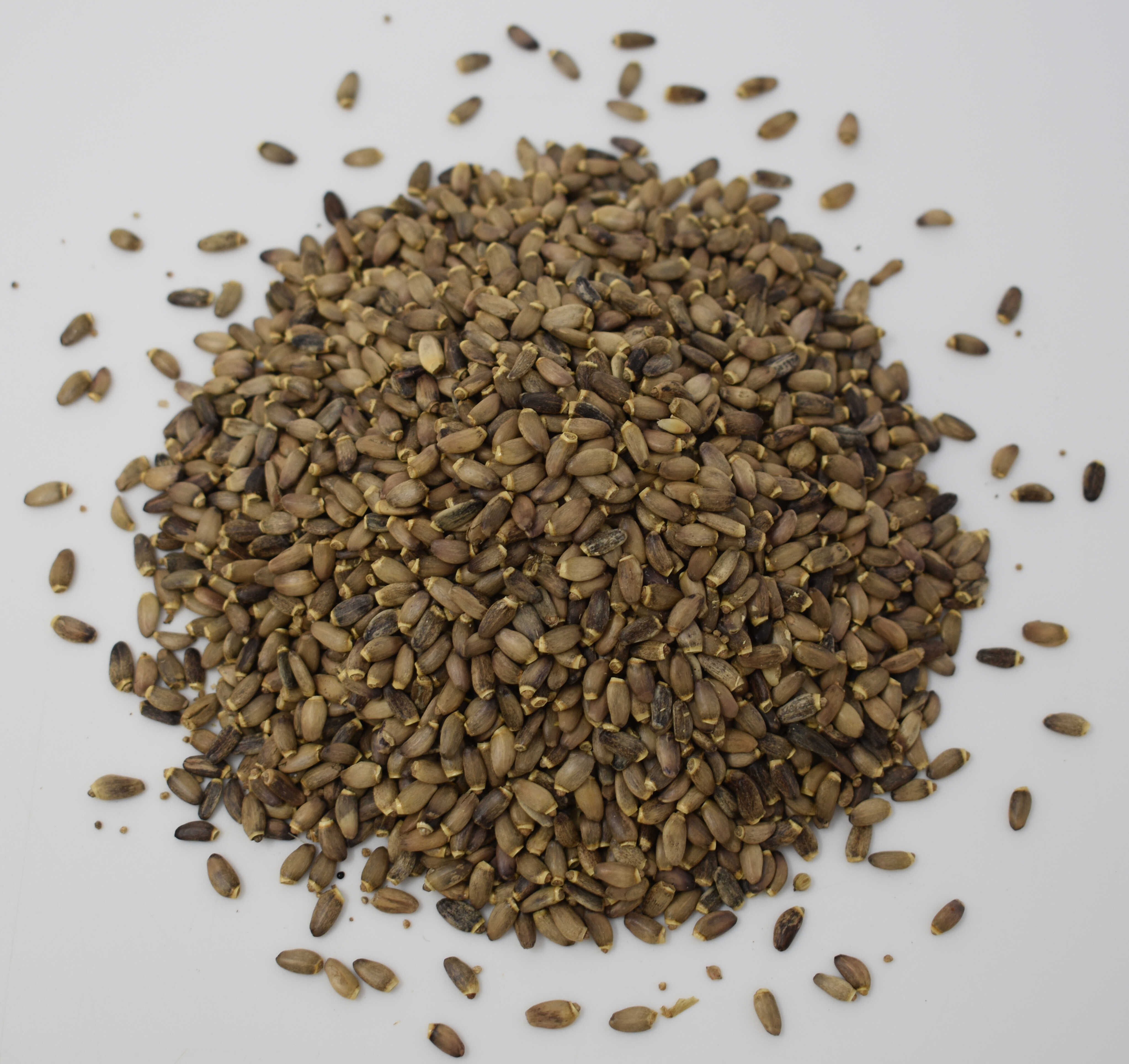 Milk Thistle Seed - Top Photo