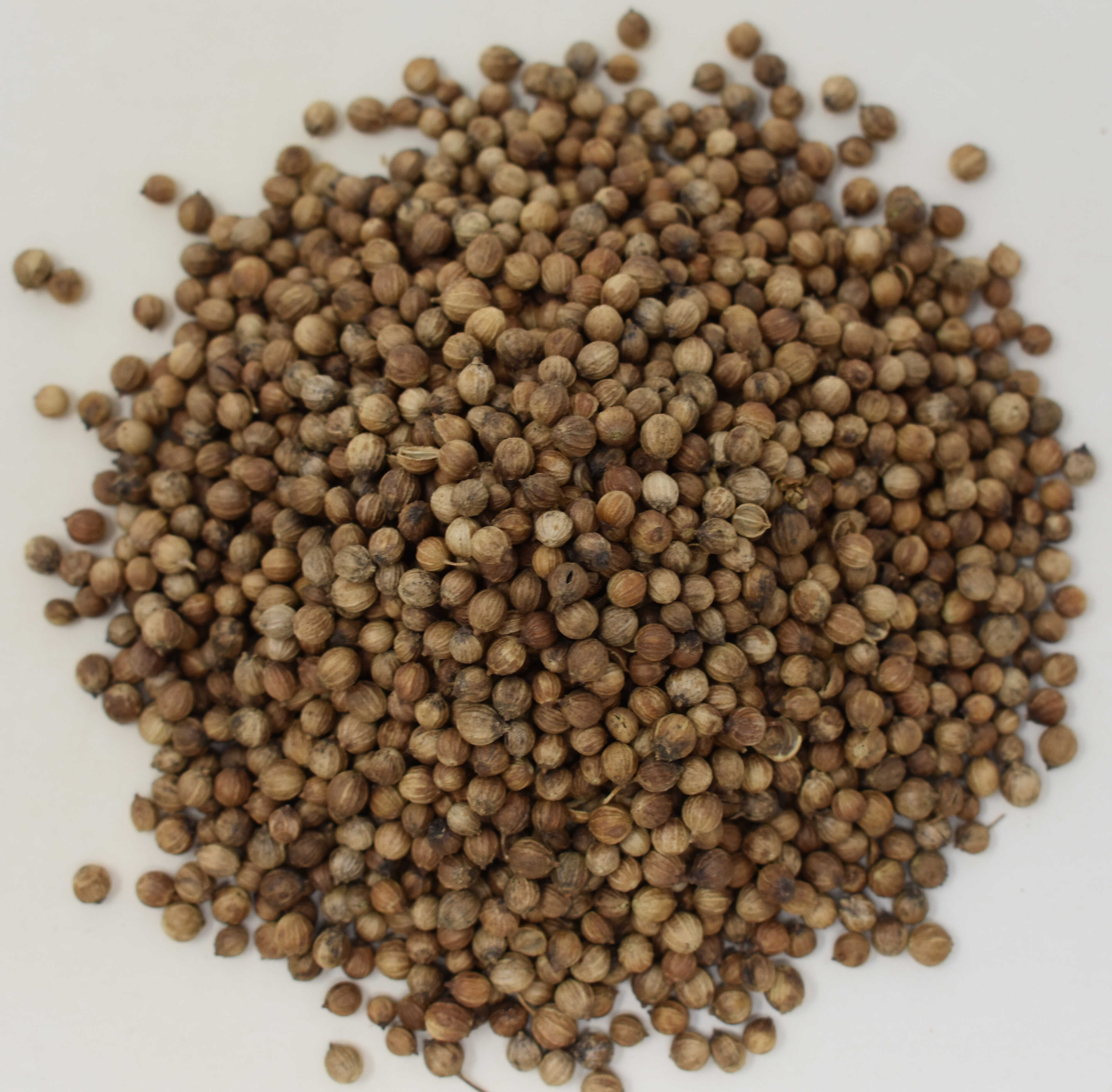 Coriander Seed - Top Photo