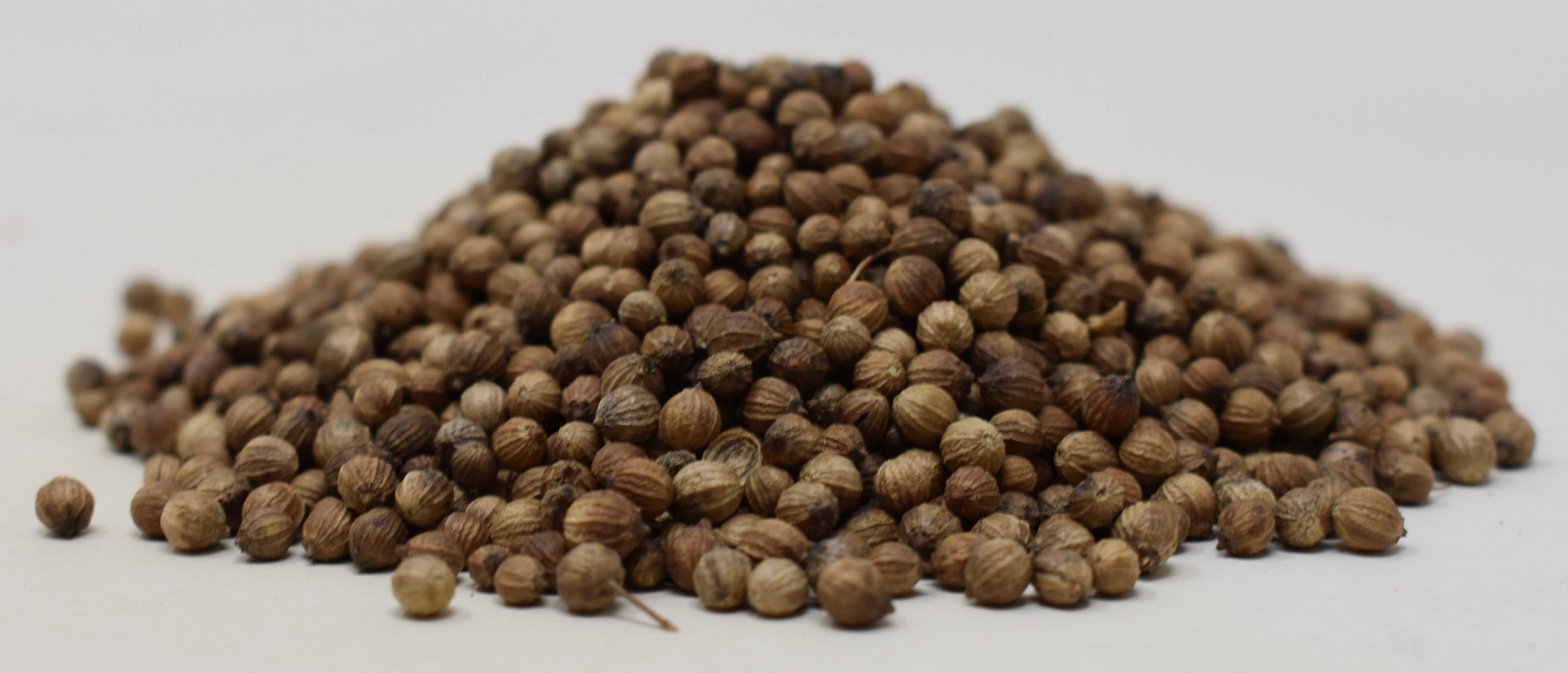 Coriander Seed - Side Photo