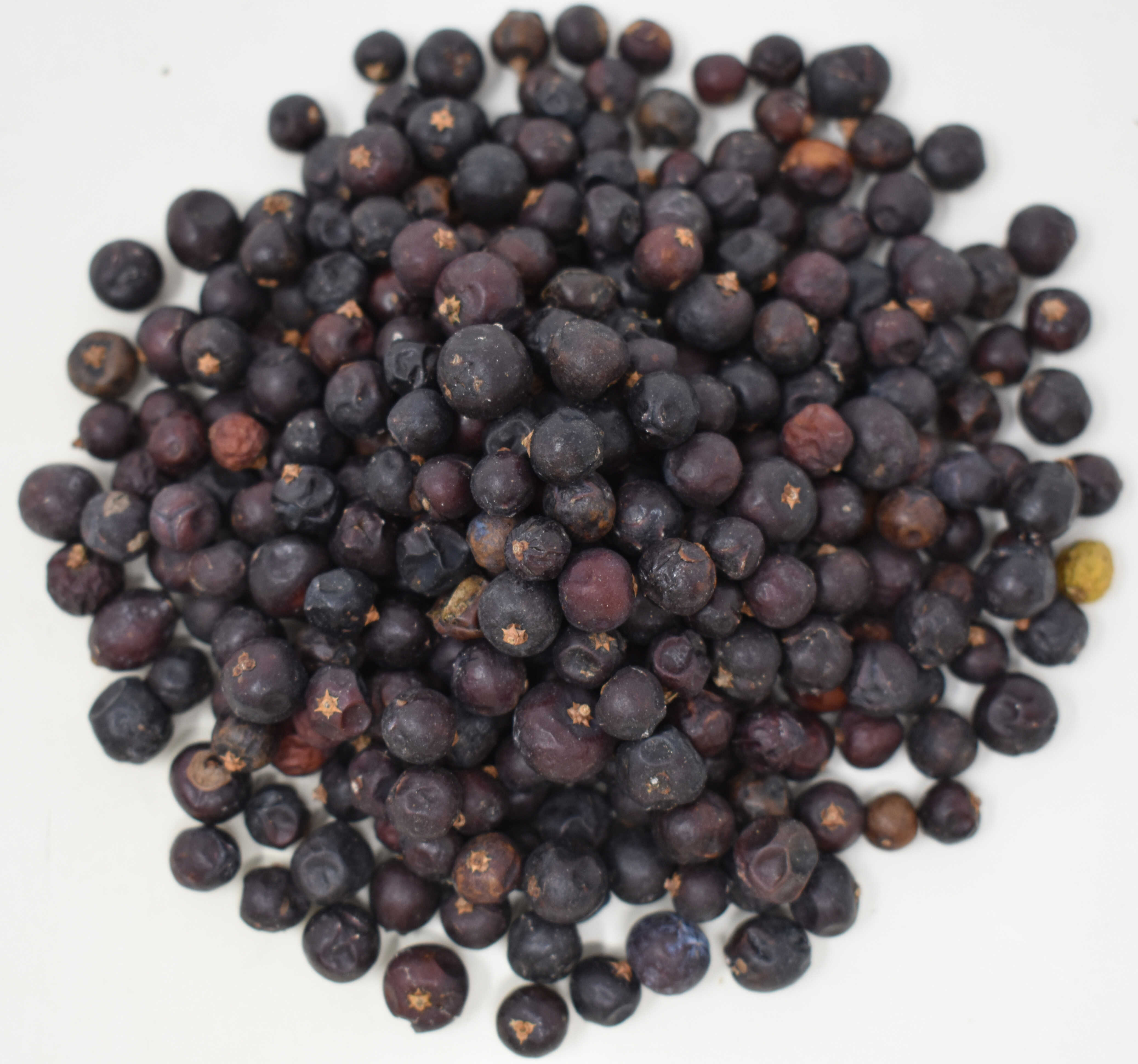 Juniper Berry - Top Photo