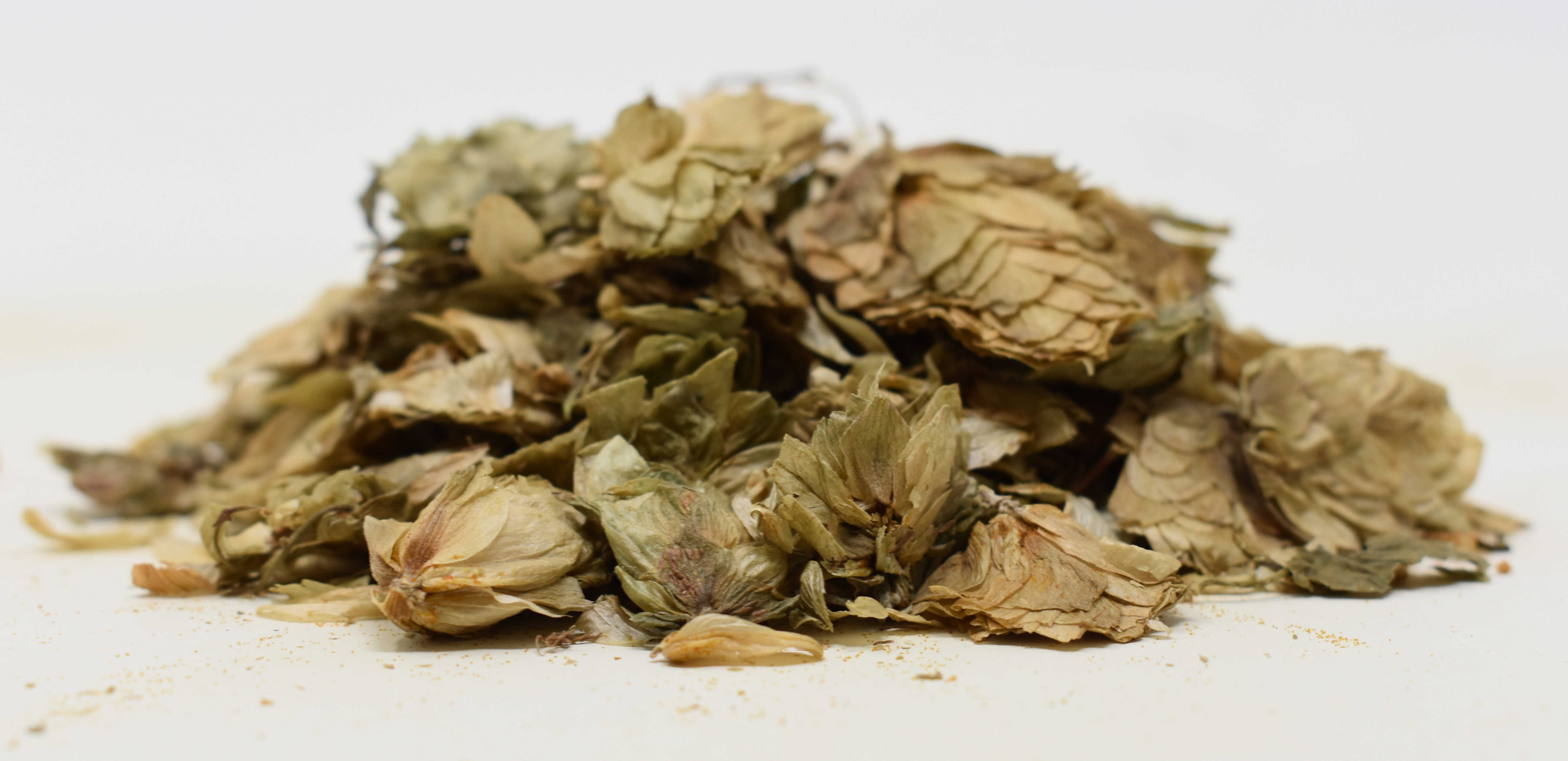 Hops - Side Photo