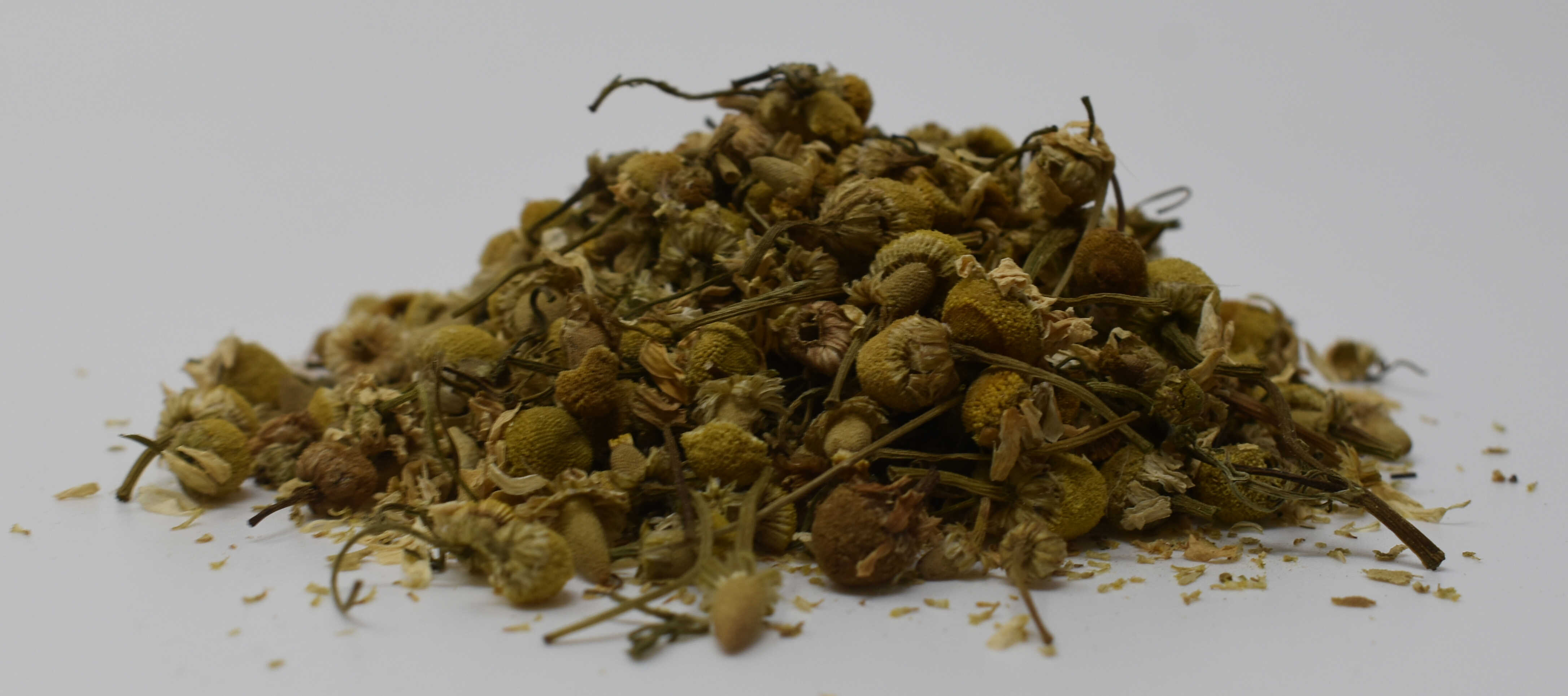 Egyptian Camomile - Side Photo