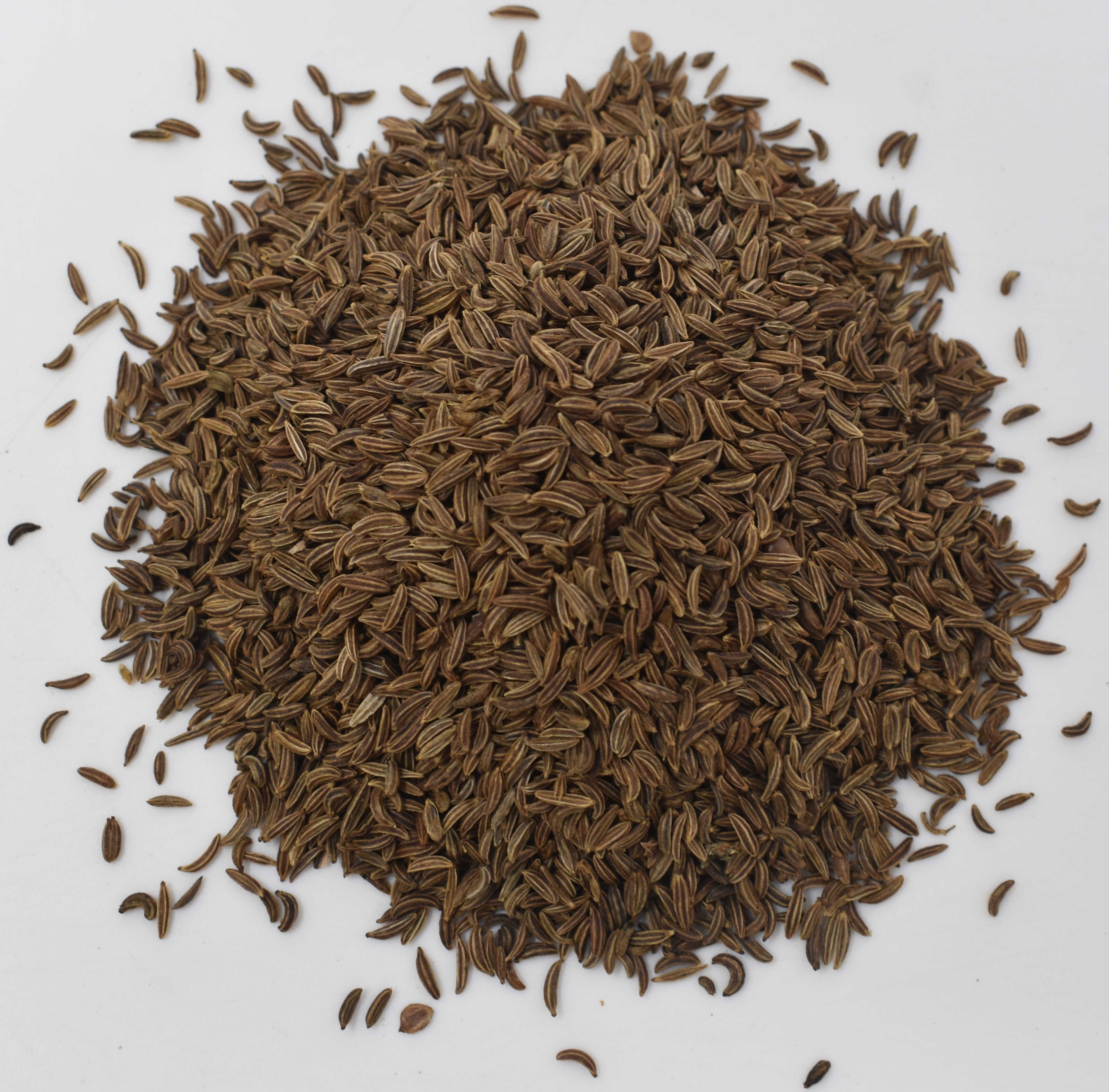 Caraway Seed - Top Photo