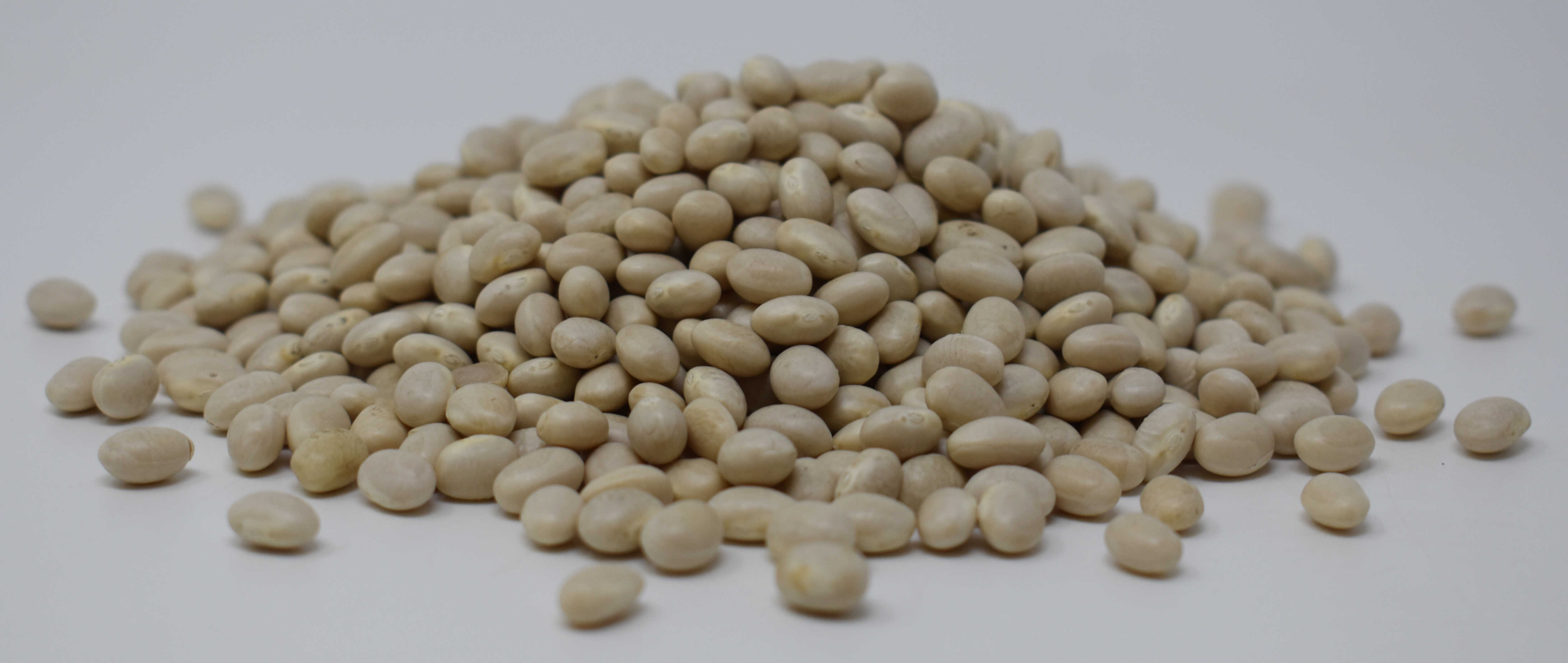 Navy Beans - Side Photo