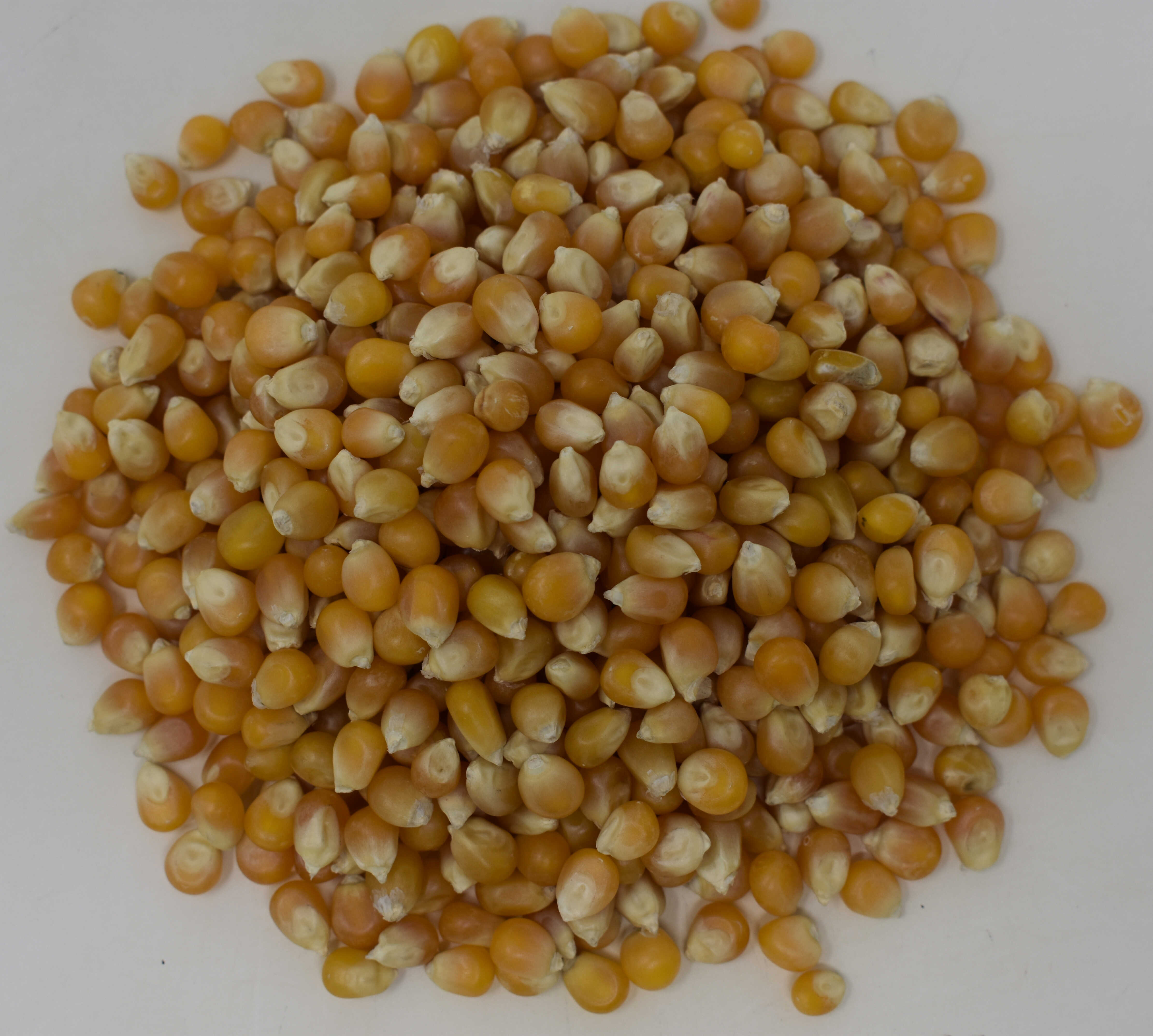 Popcorn Kernels <BR>(Yellow Popping Corn) - Top Photo