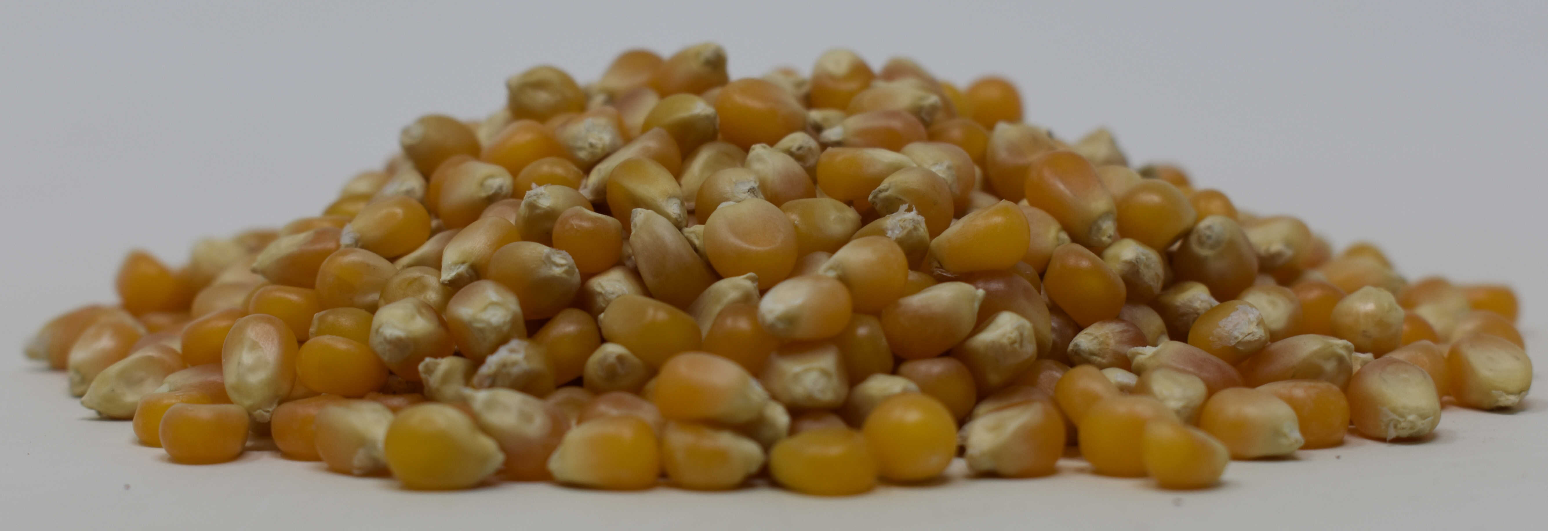 Popcorn Kernels <BR>(Yellow Popping Corn) - Side Photo