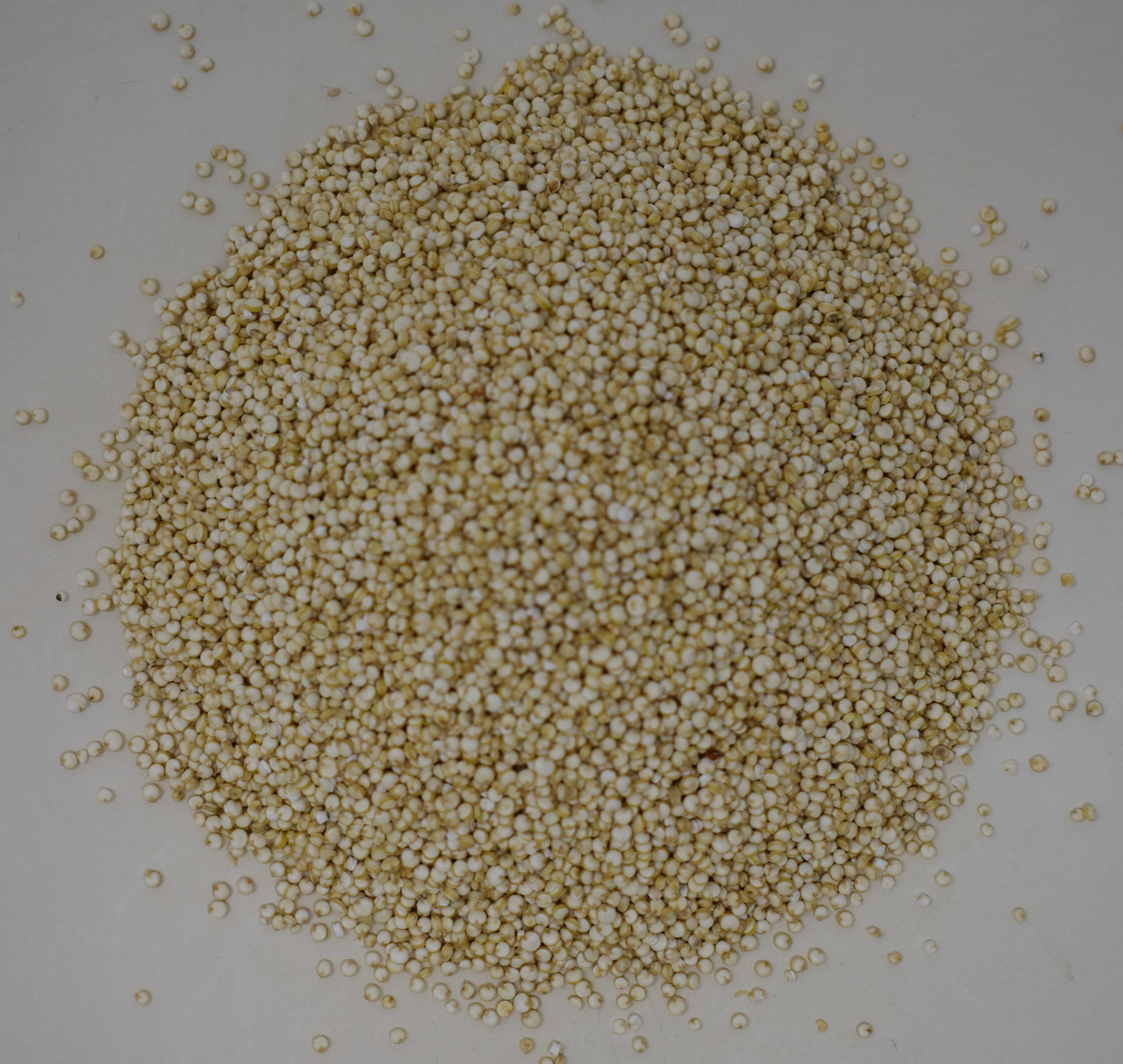 Quinoa Grain <BR>(White, Organic) - Top Photo