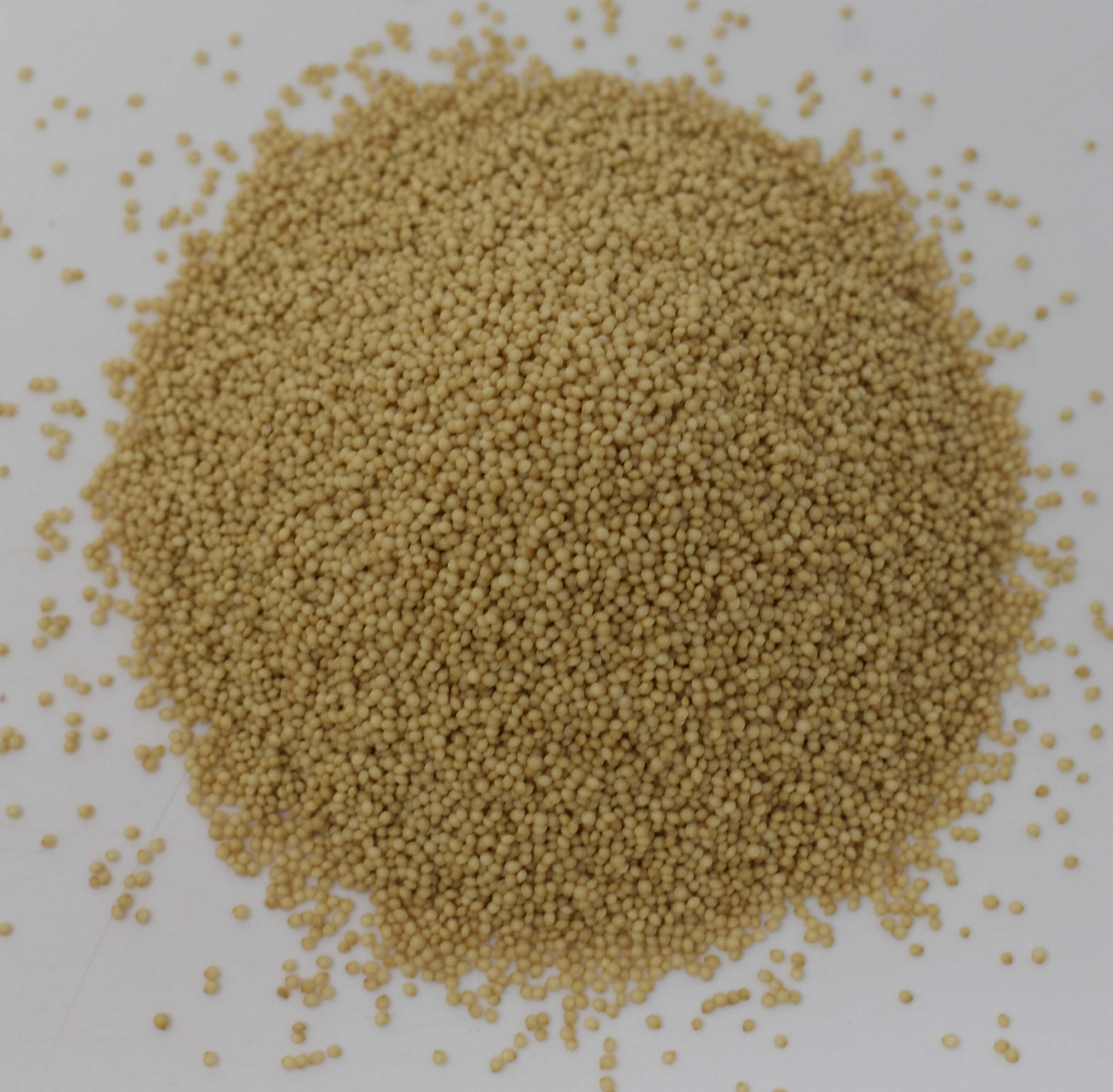 Amaranth <BR>(Organic) - Top Photo