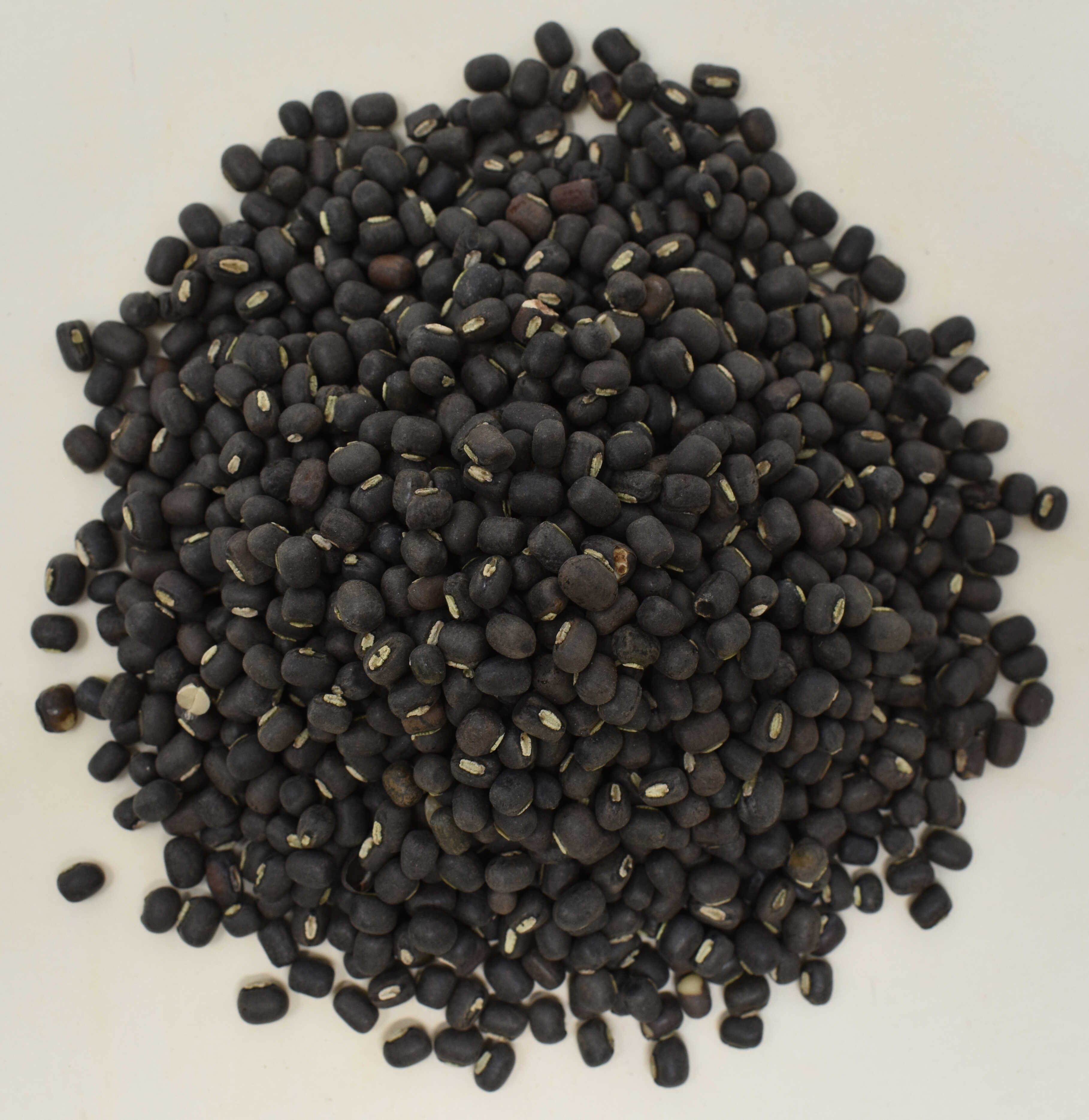 Black Lentils (Organic) - Top Photo