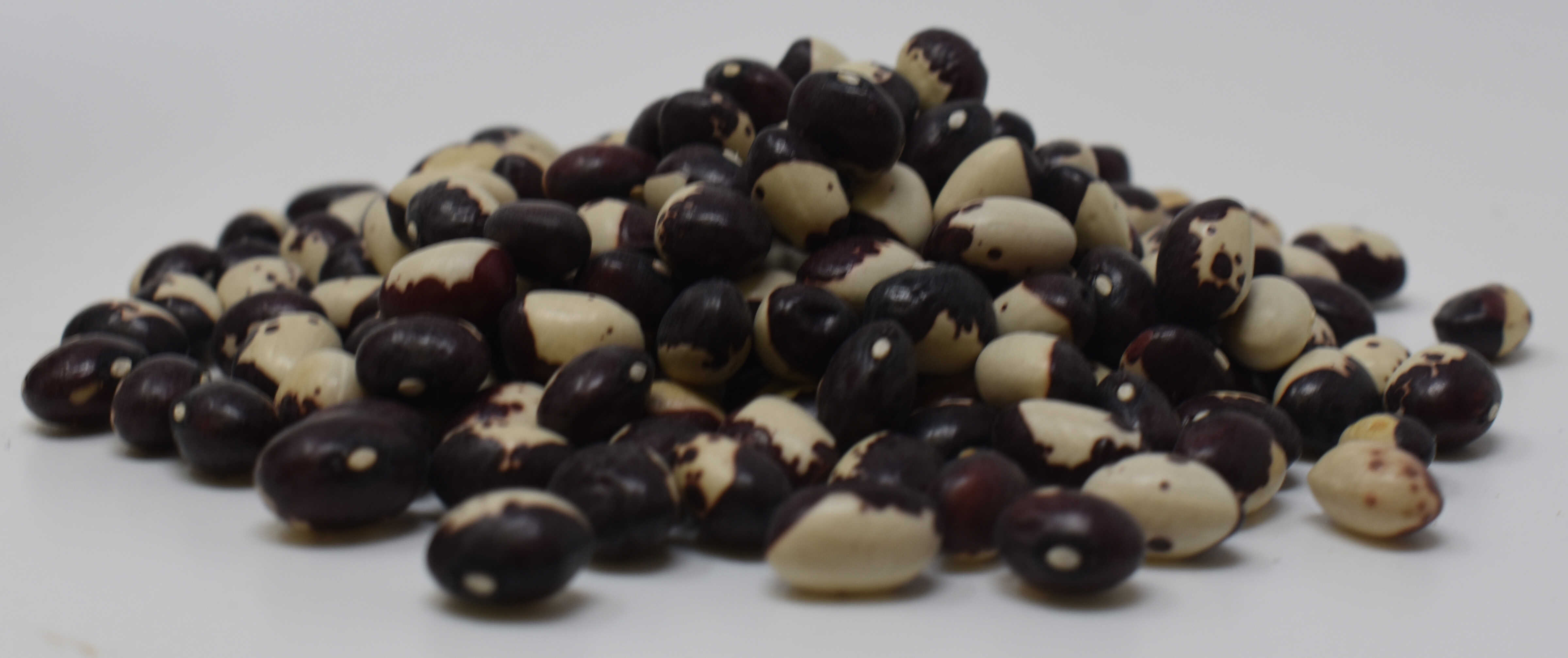 Calypso Beans <BR>(Red) - Side Photo