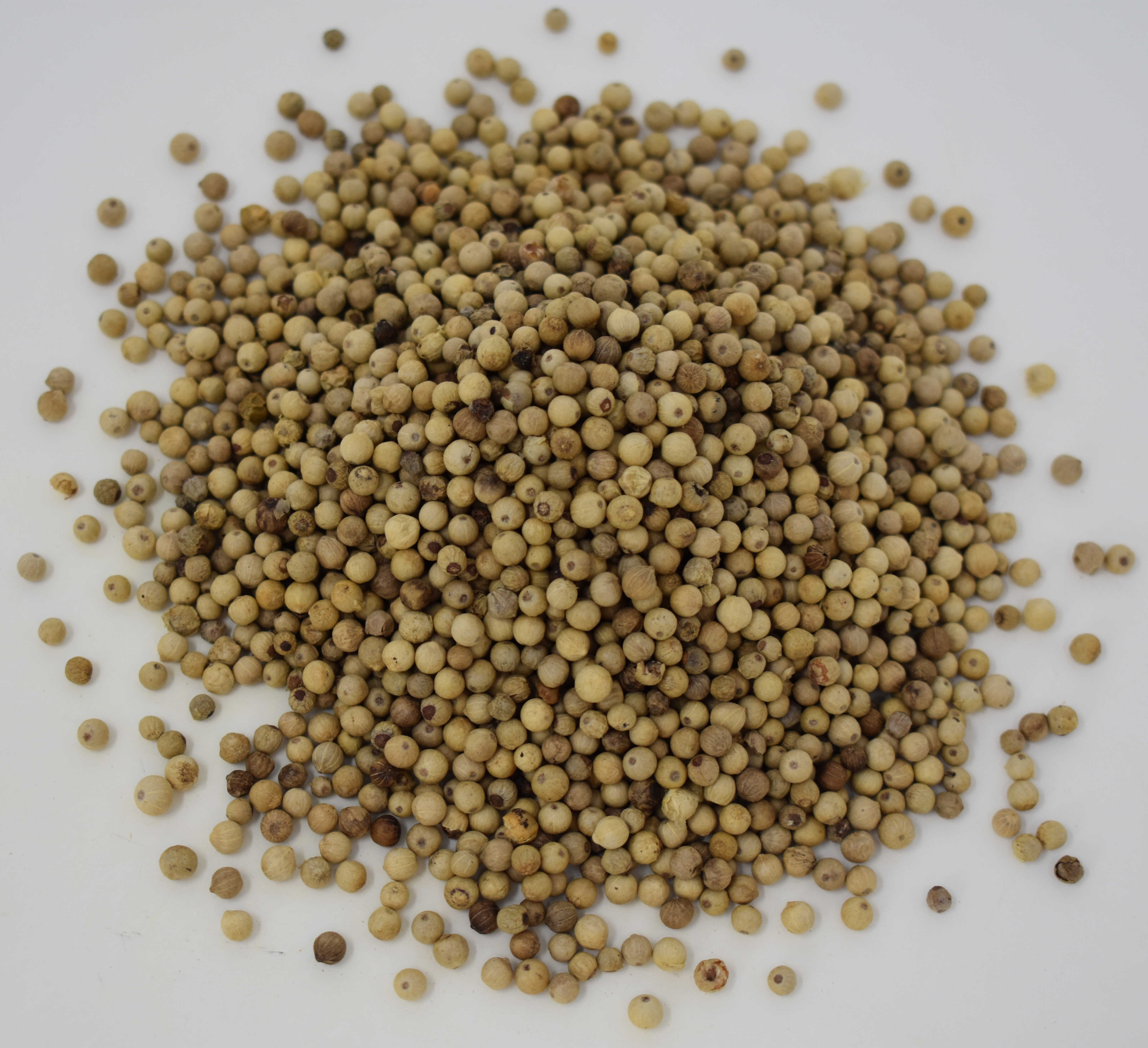 White Peppercorns - Top Photo