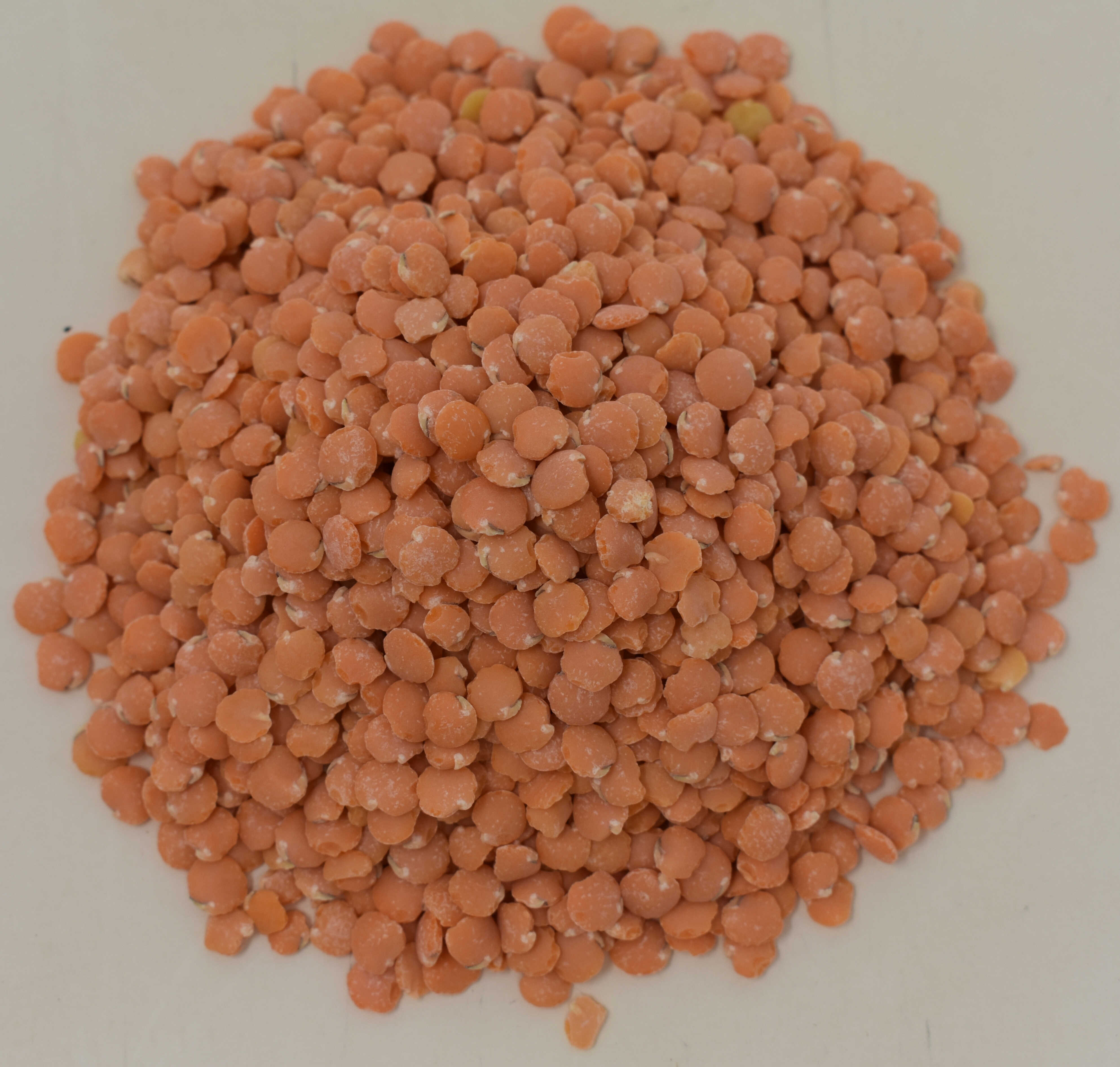 Lentils <BR>(Split, Petite, Red / Crimson) - Top Photo