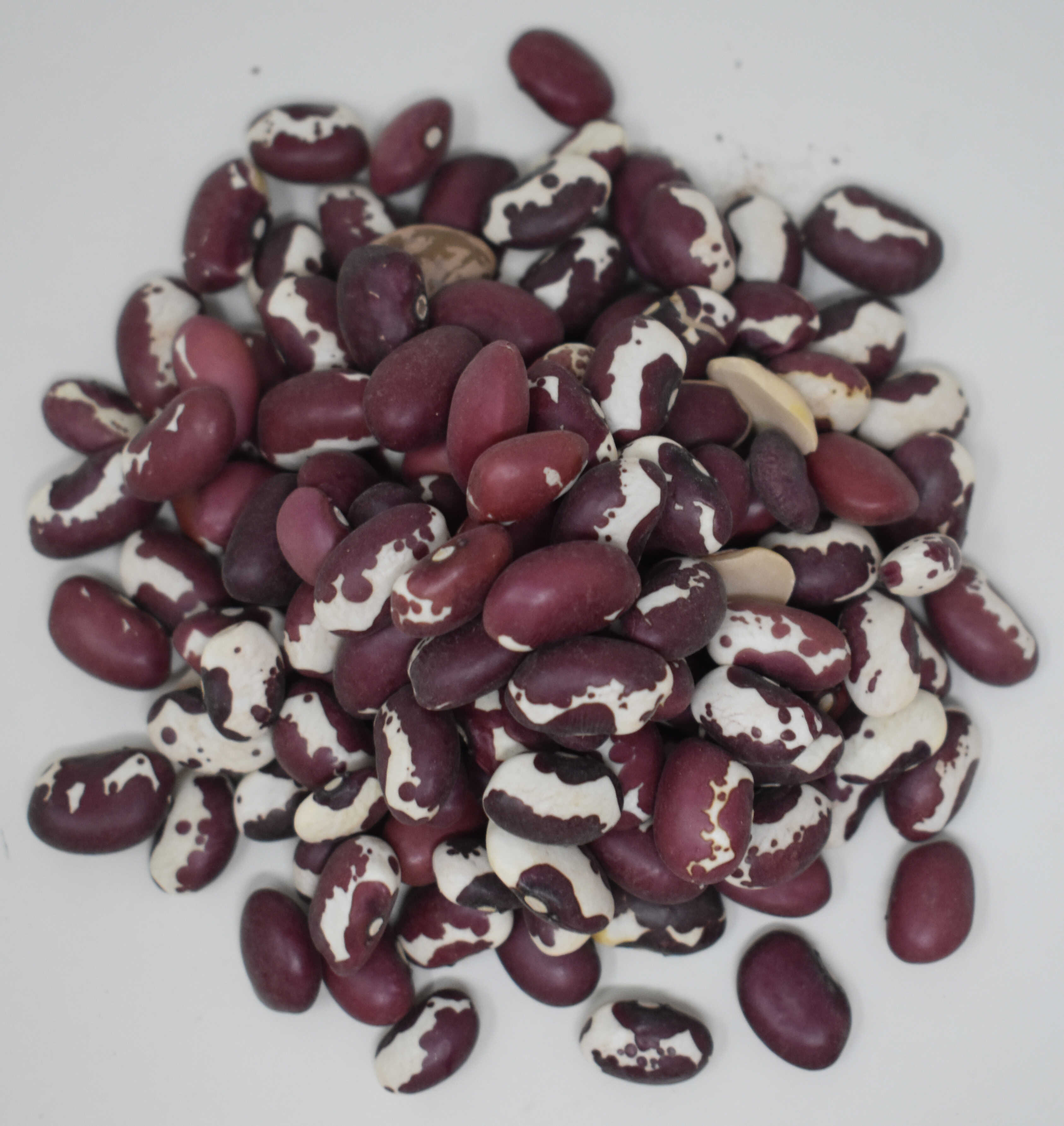 Anasazi Beans <BR>(Organic) - Top Photo