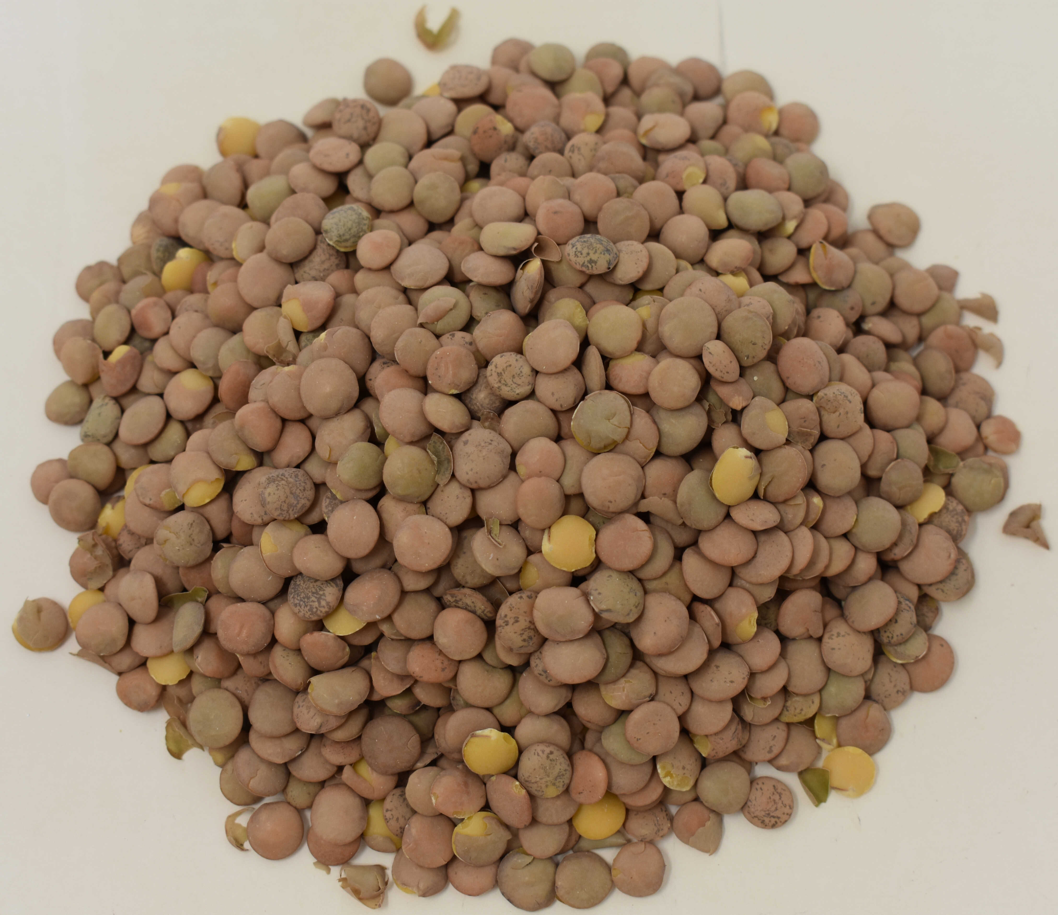 Lentils <BR>(French Green, Organic) - Top Photo