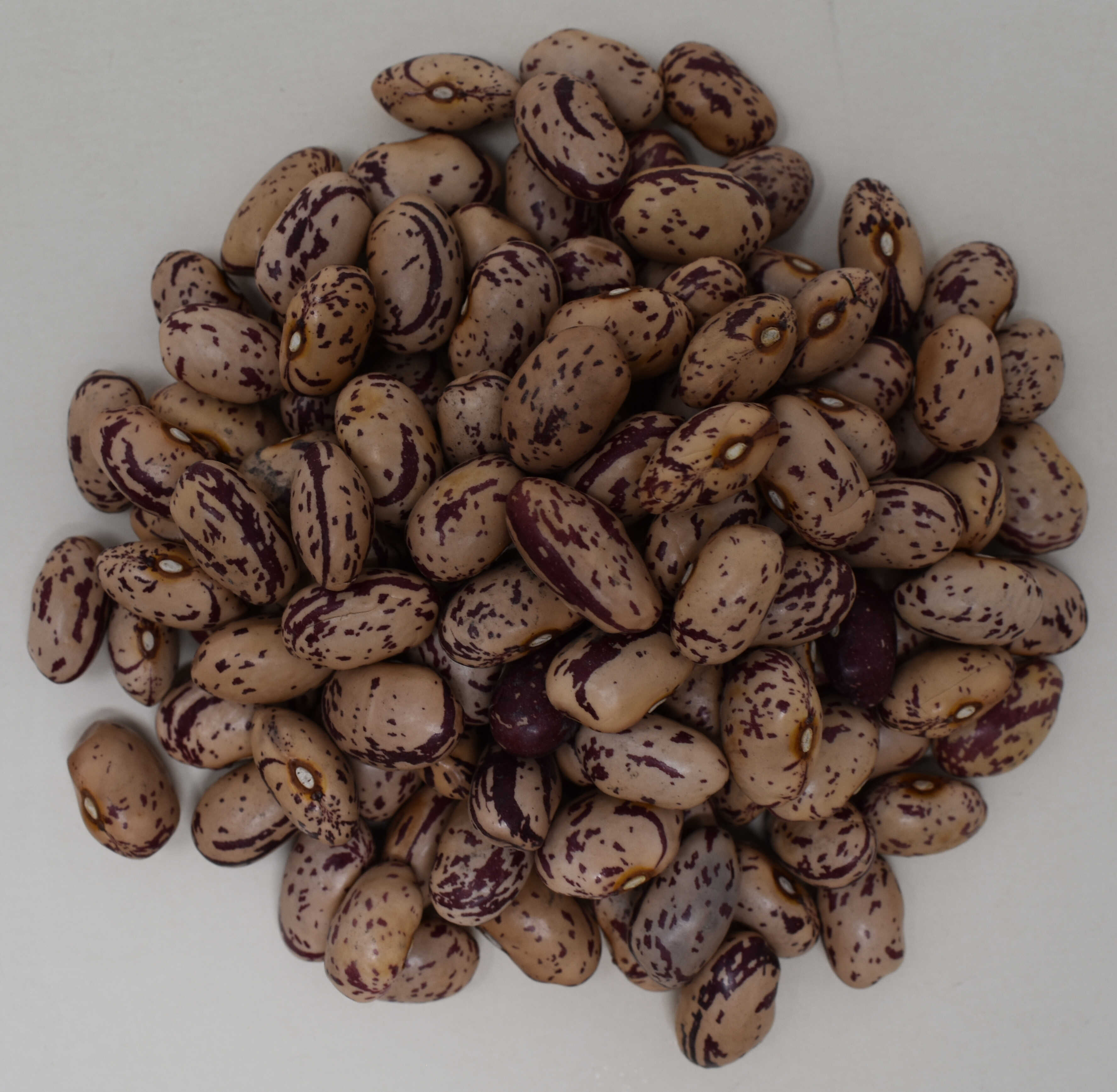 Cranberry Beans <BR>(Organic) - Top Photo