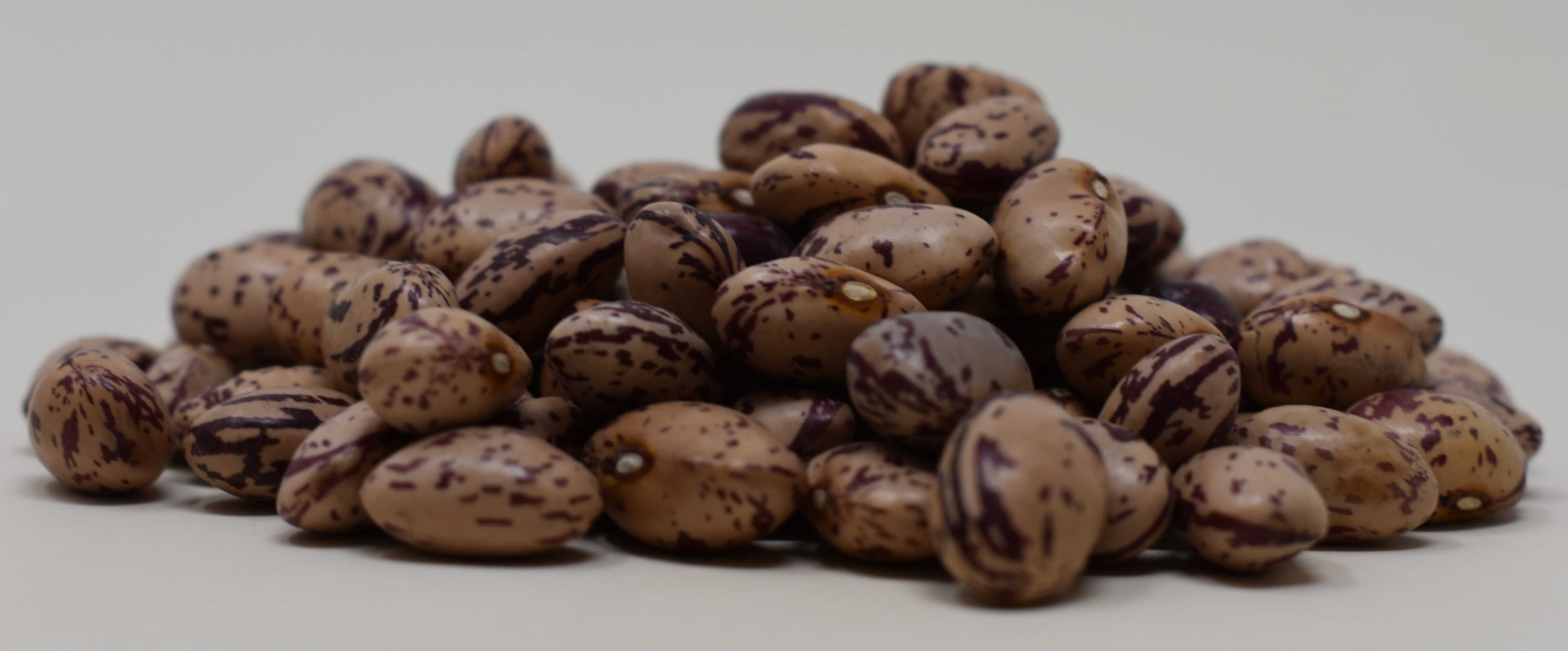 Cranberry Beans <BR>(Organic) - Side Photo