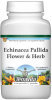 Echinacea Pallida Flower and Herb Powder