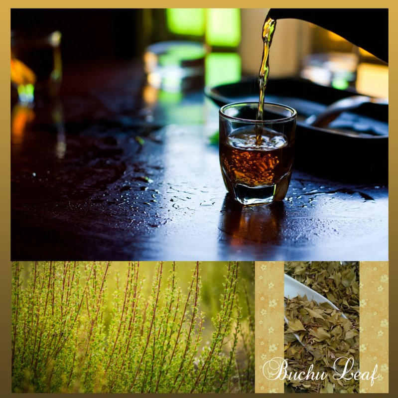 Buchu Leaf (Organic) Tea