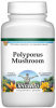 Polyporus Mushroom Powder