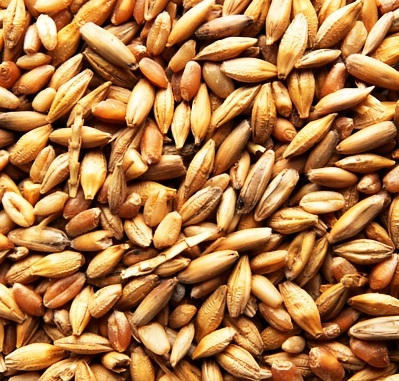 Oats (Sprouted, Hulled)