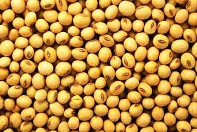 Soybeans, Yellow and Organic